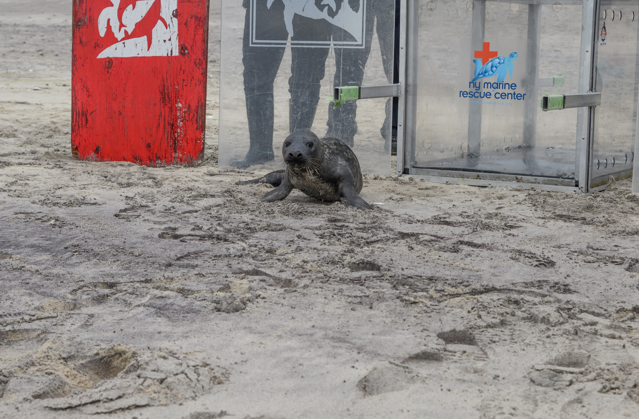 NYMRC releases Peconic the gray seal at Tiana Beach in Hampton Bays