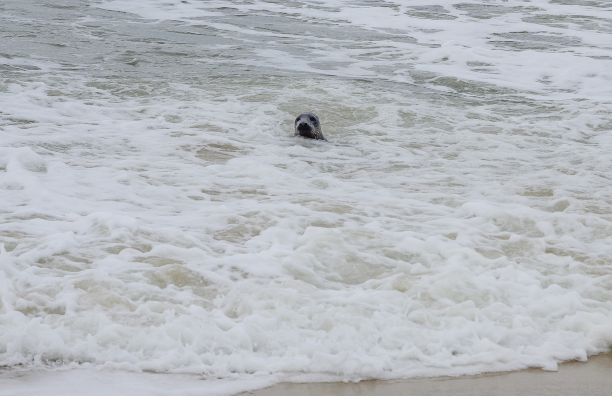 The traffic circle seal looked back at his rescuers after being returned to the Atlantic