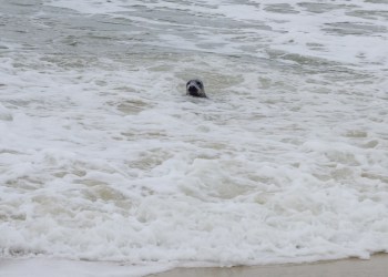 The traffic circle seal looked back at his rescuers after being returned to the Atlantic