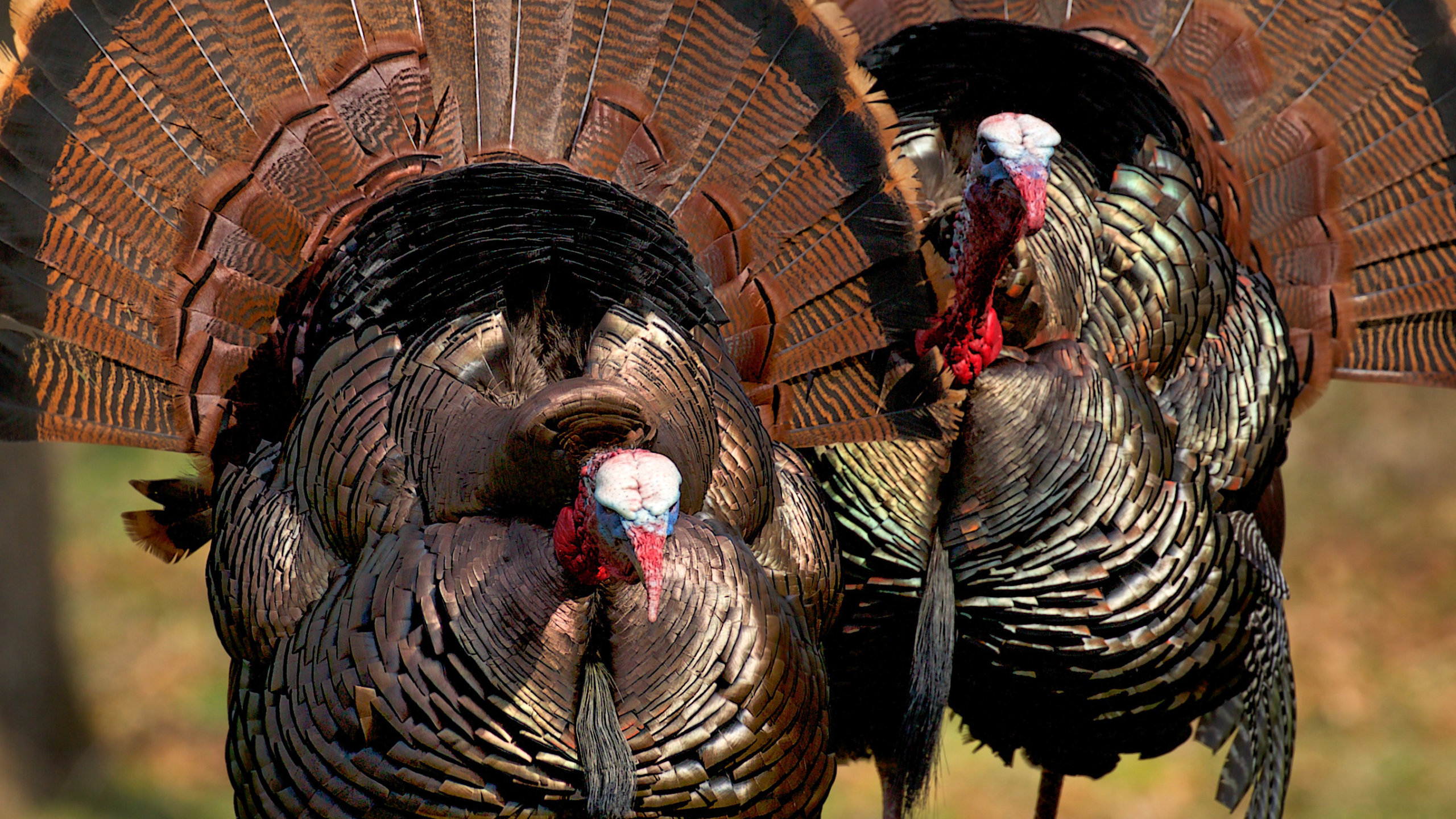 Male wild turkey with full spring tail feathers