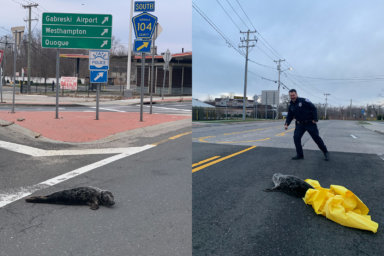 Cops found a gray seal pup in Riverhead on Sunday.