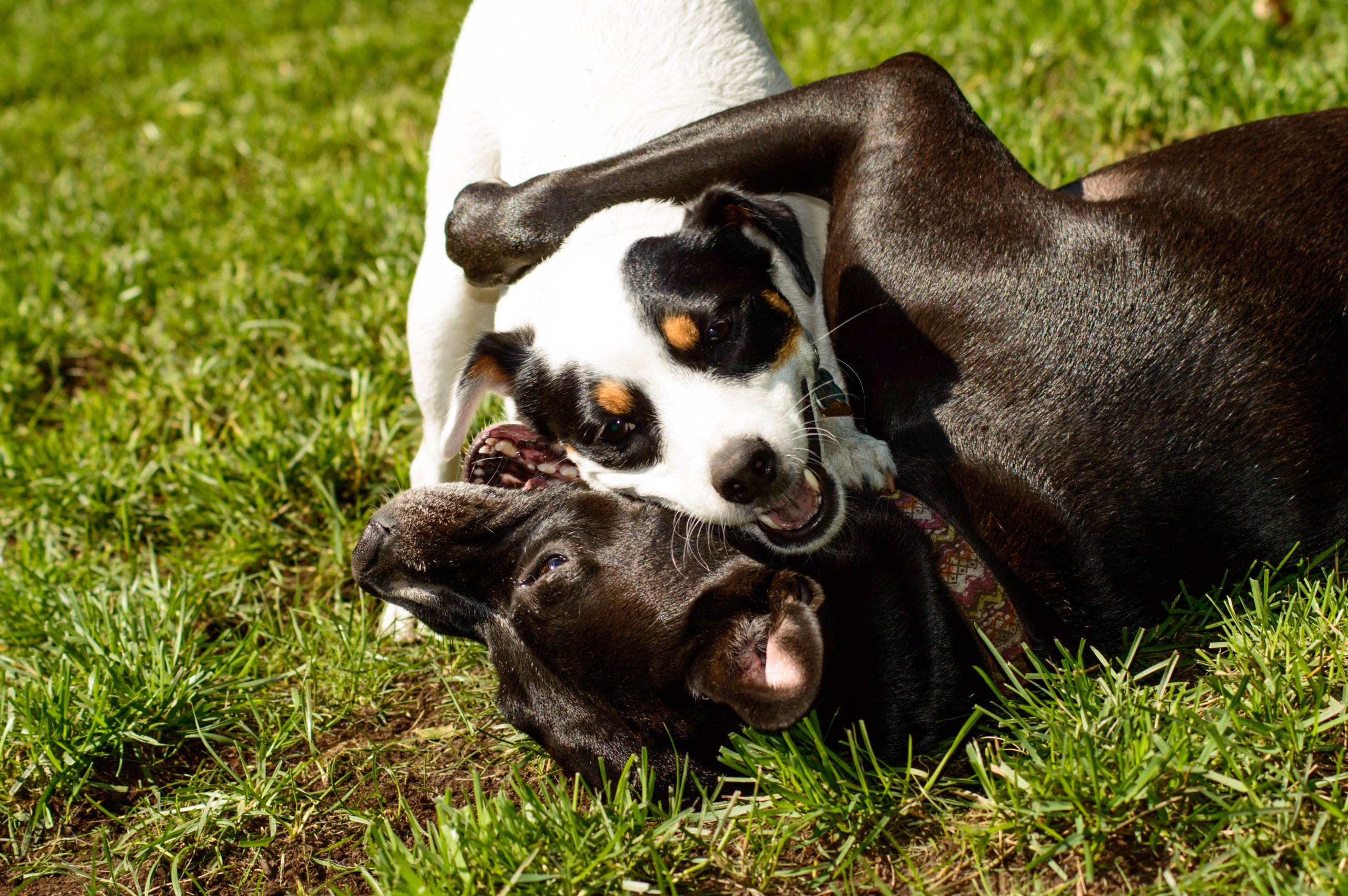 Dogs playing in what could be East End dog parks