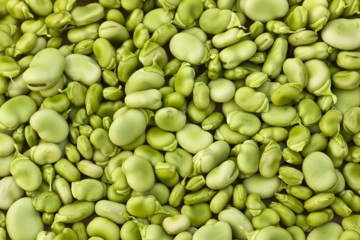 Nutritious healthy lima beans are the stuff of musicals.