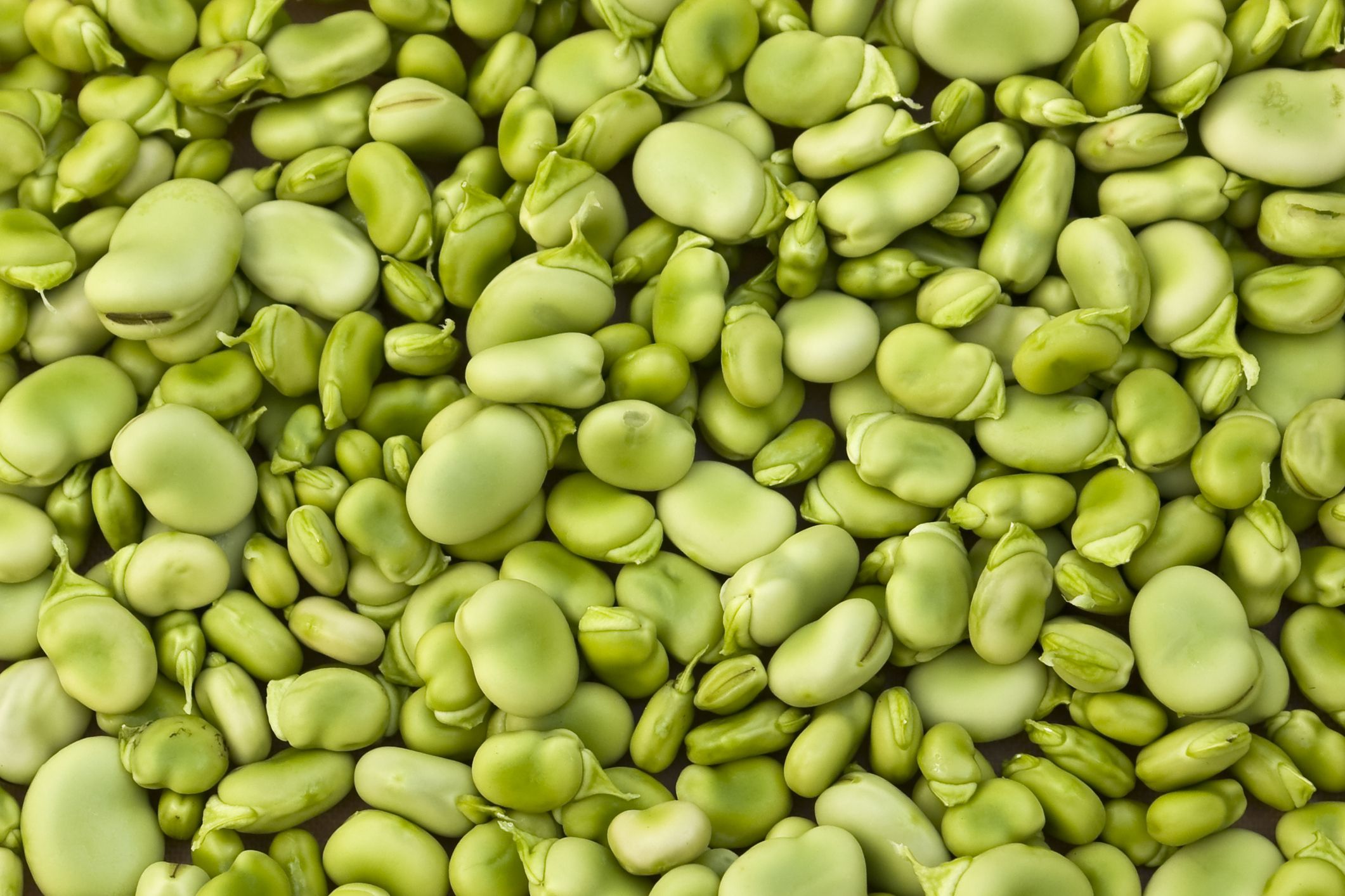 Nutritious healthy lima beans are the stuff of musicals.