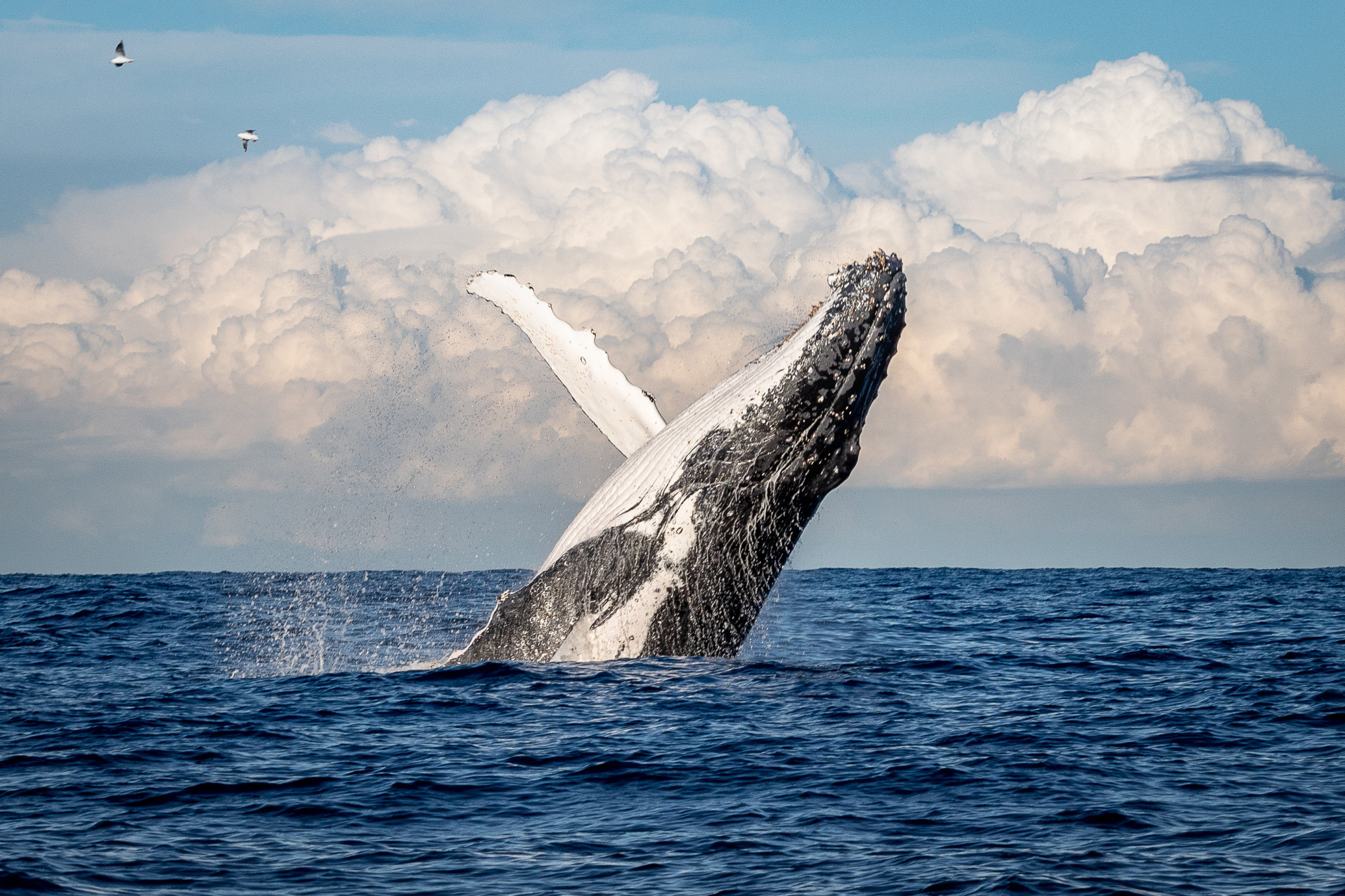 East End Yaz Maceraları - Montauk'u izleyen balina!  Kambur balina ihlali