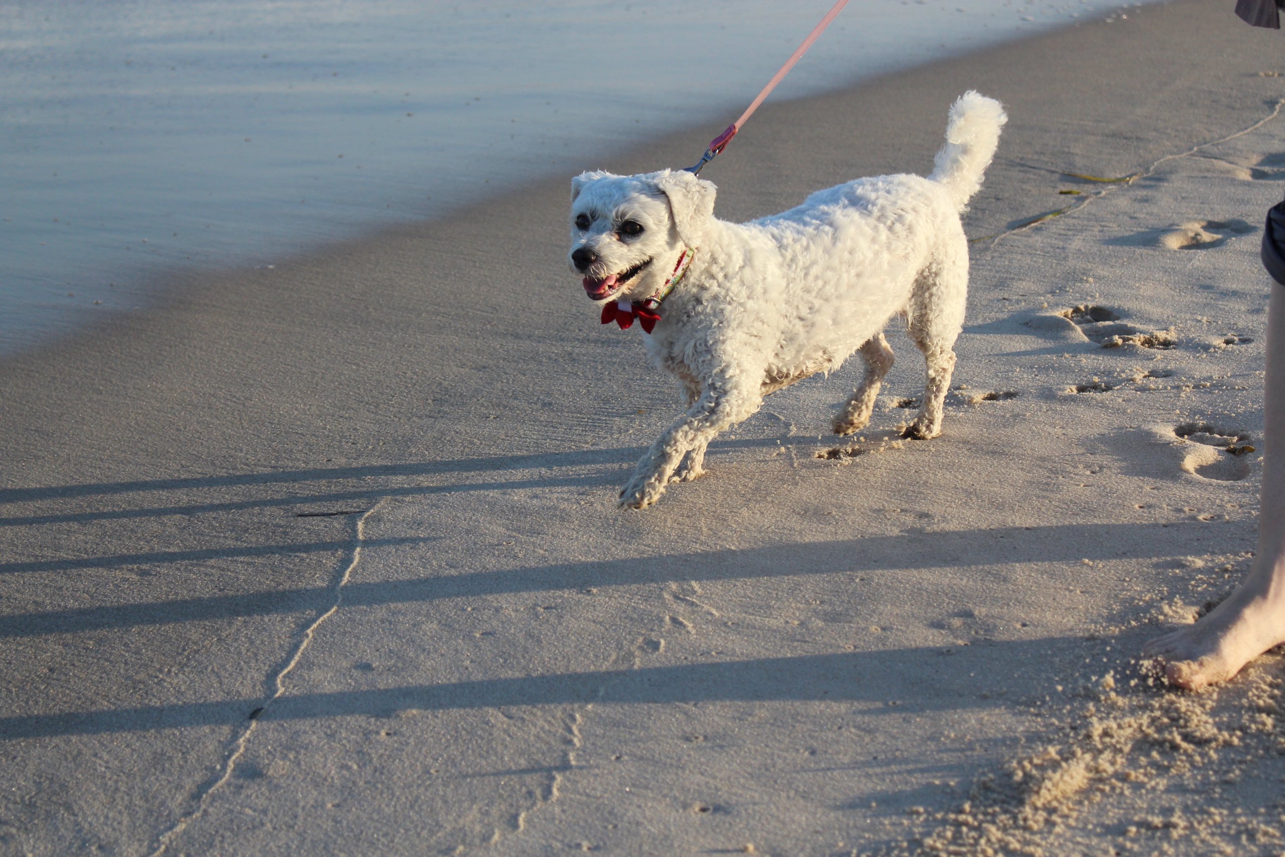 Lucy dog bichon frise on the beach in the Hamptons or dog parks