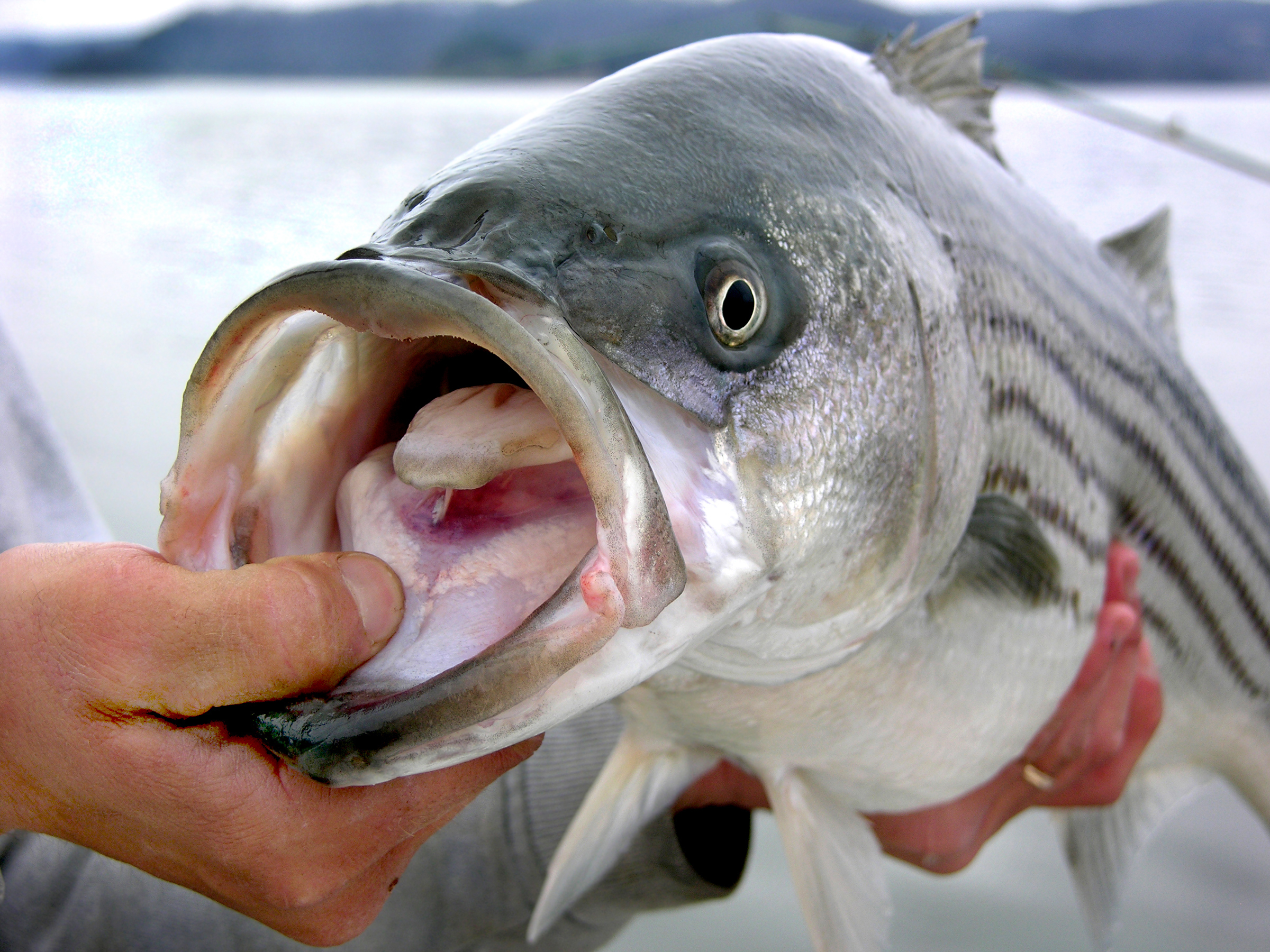 Charter a boat in Montauk to fish for striped bass