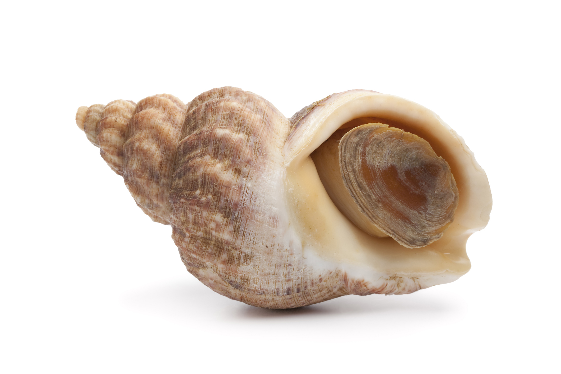 Common whelk