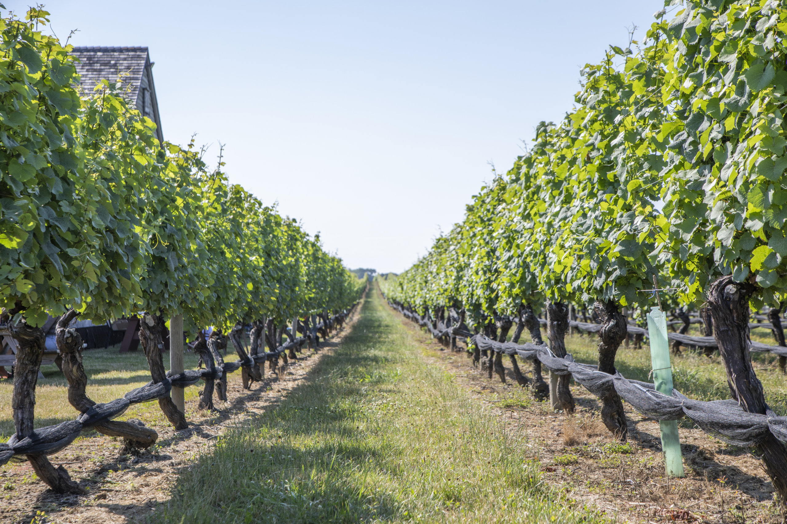 Pindar Vineyards vines on the North Fork