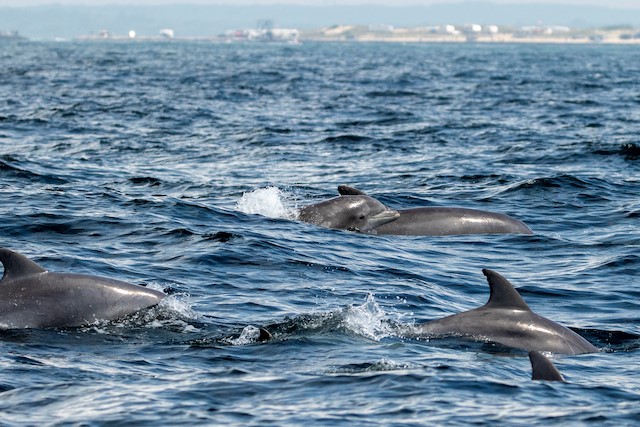 Shinnecock Bay dolphins swimming from the Shinnecock Inlet