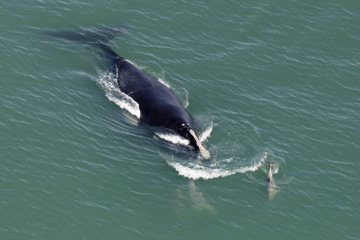 North Atlantic Right Whale need protection during the South Fork Wind project