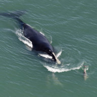 North Atlantic Right Whale need protection during the South Fork Wind project