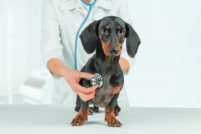 Woman veterinarian listens dachshund dog in hospital er wave center Hamptons - first all-night vet er