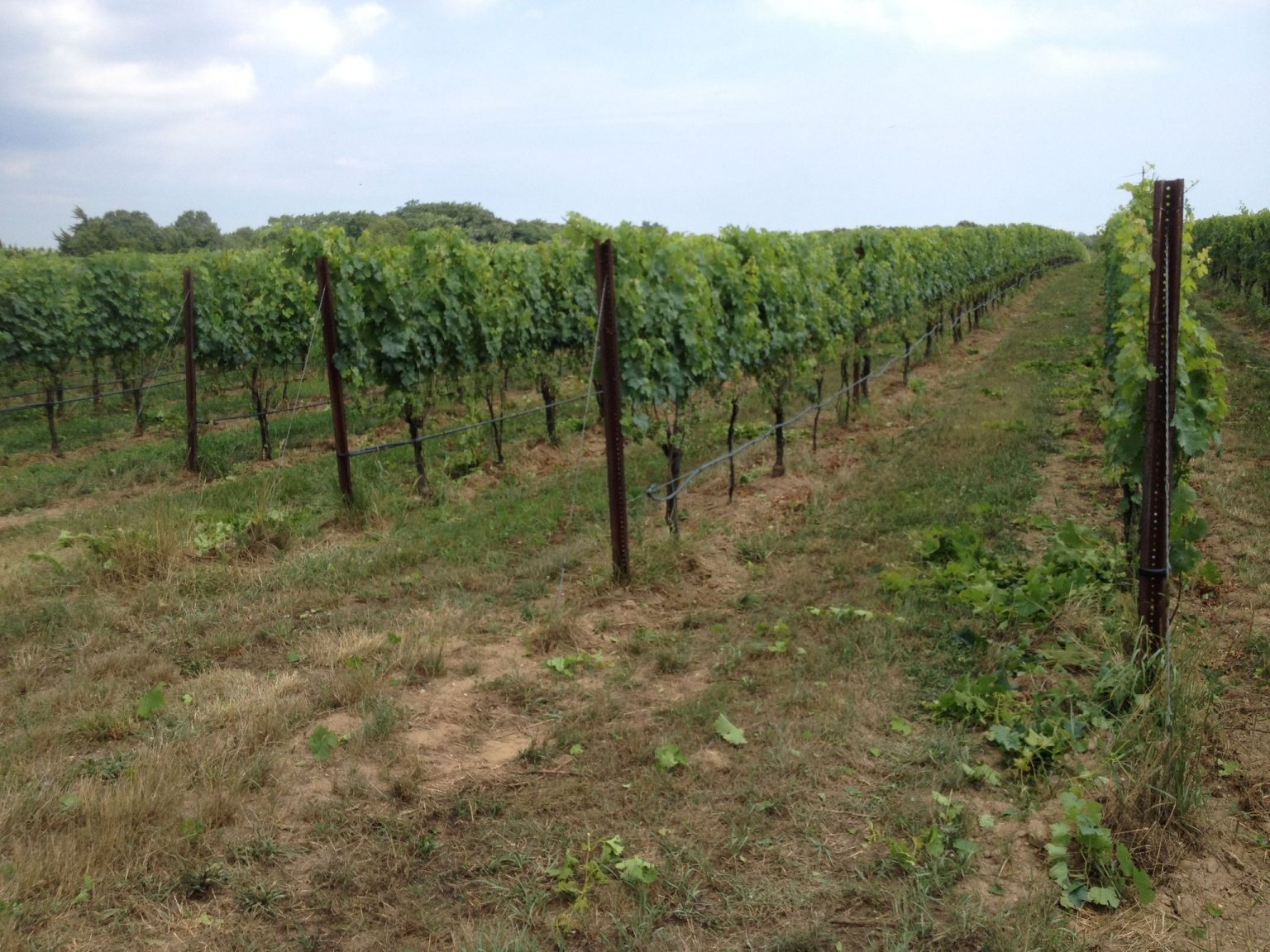 Farrm Vineyard in Calverton