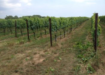 Farrm Vineyard in Calverton