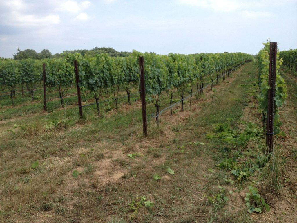 Farrm Vineyard in Calverton