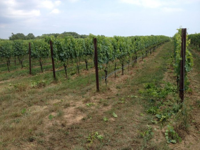 Farrm Vineyard in Calverton