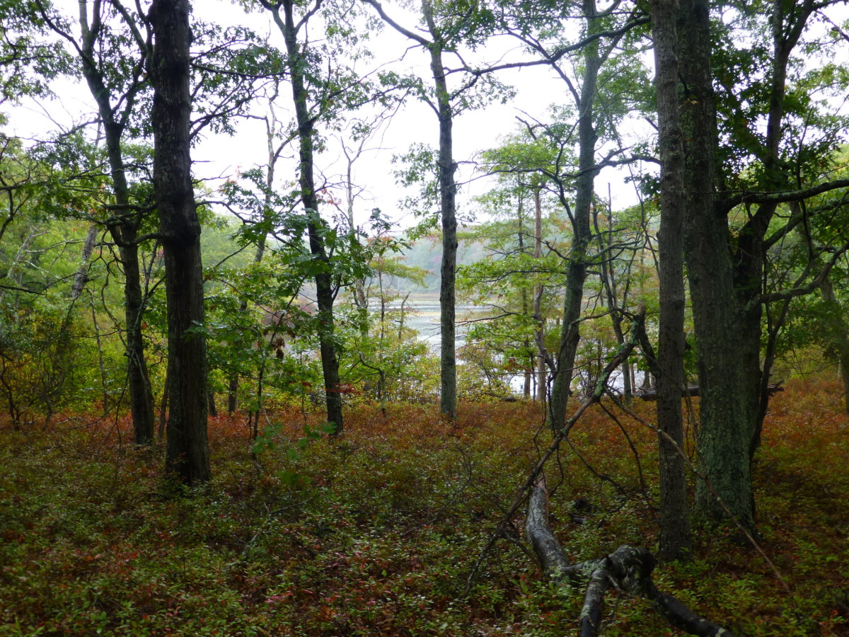 Crooked Pond 10-2-2014 (128)