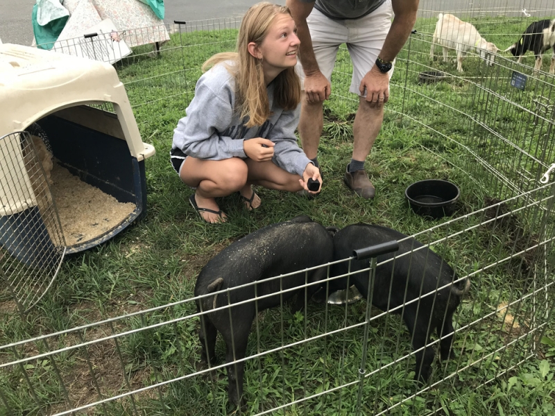 Farm Animals