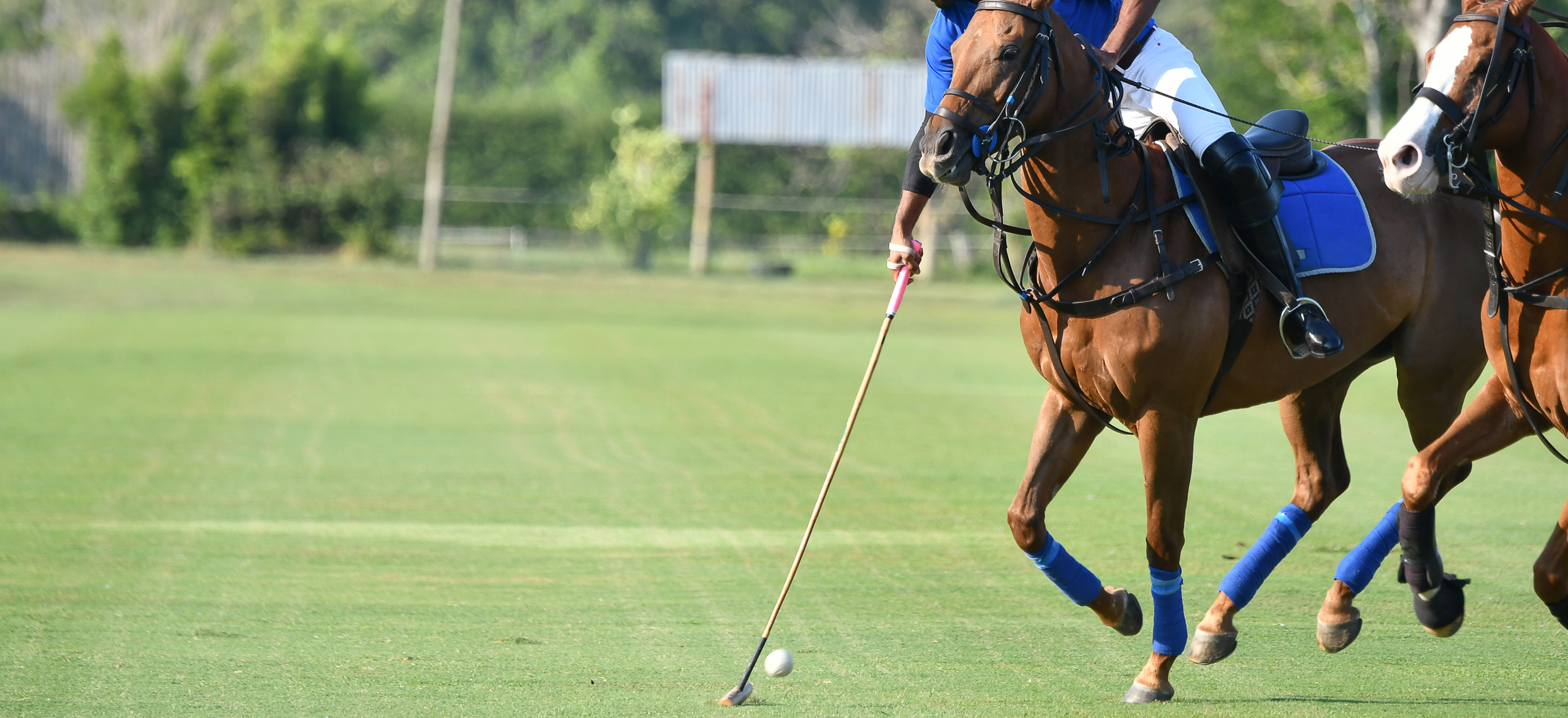 Get your fill of polo in the Hamptons this weekend.