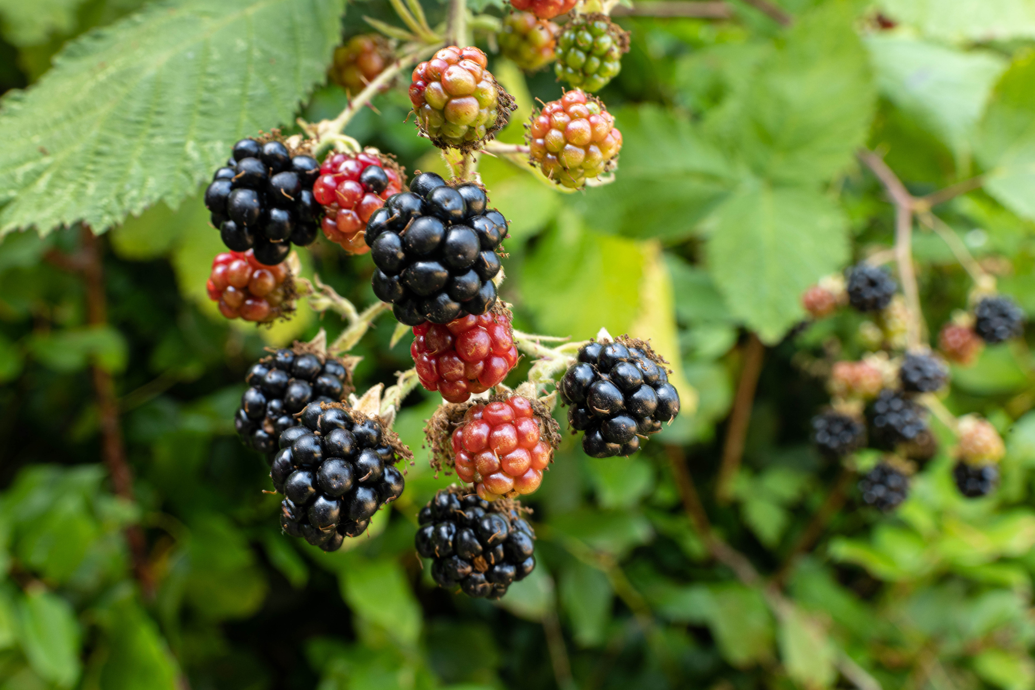 Cluster of ripening blackberries on vine