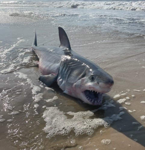 beached great white shark