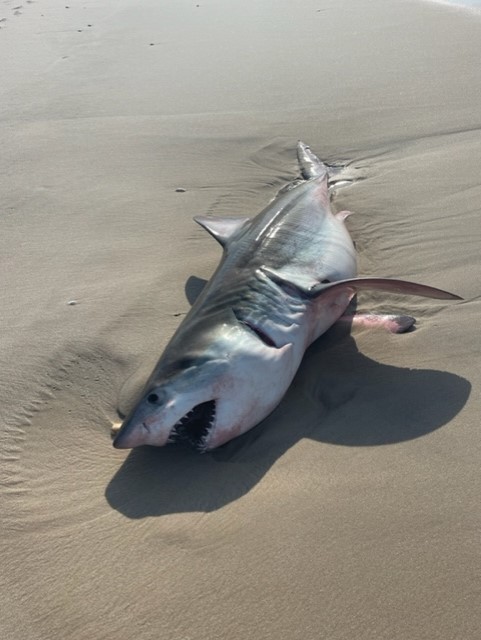 Great white shark found washed up in Quogue