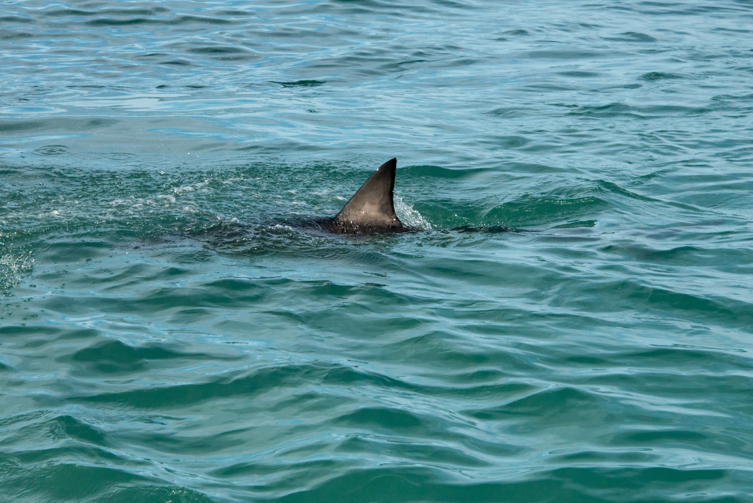 A great white shark fin showing above the water