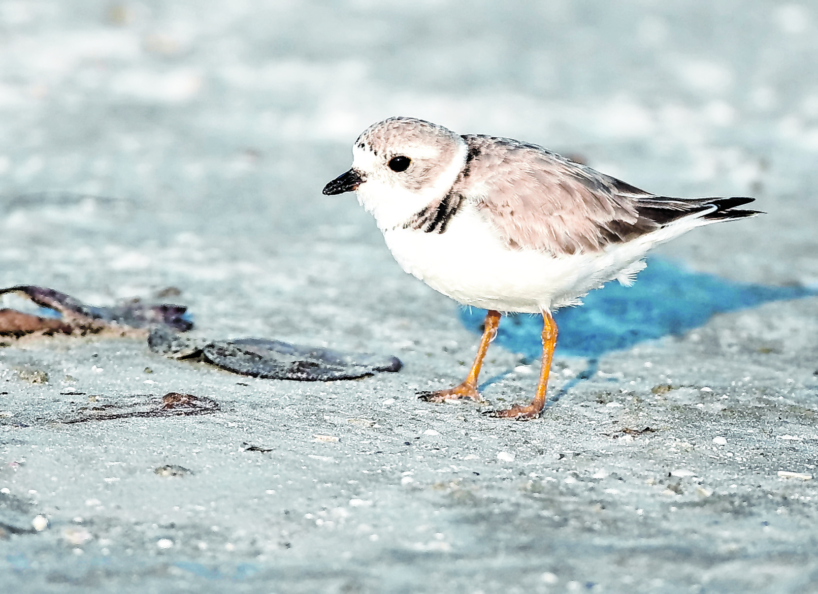 Piping Plover on the beach