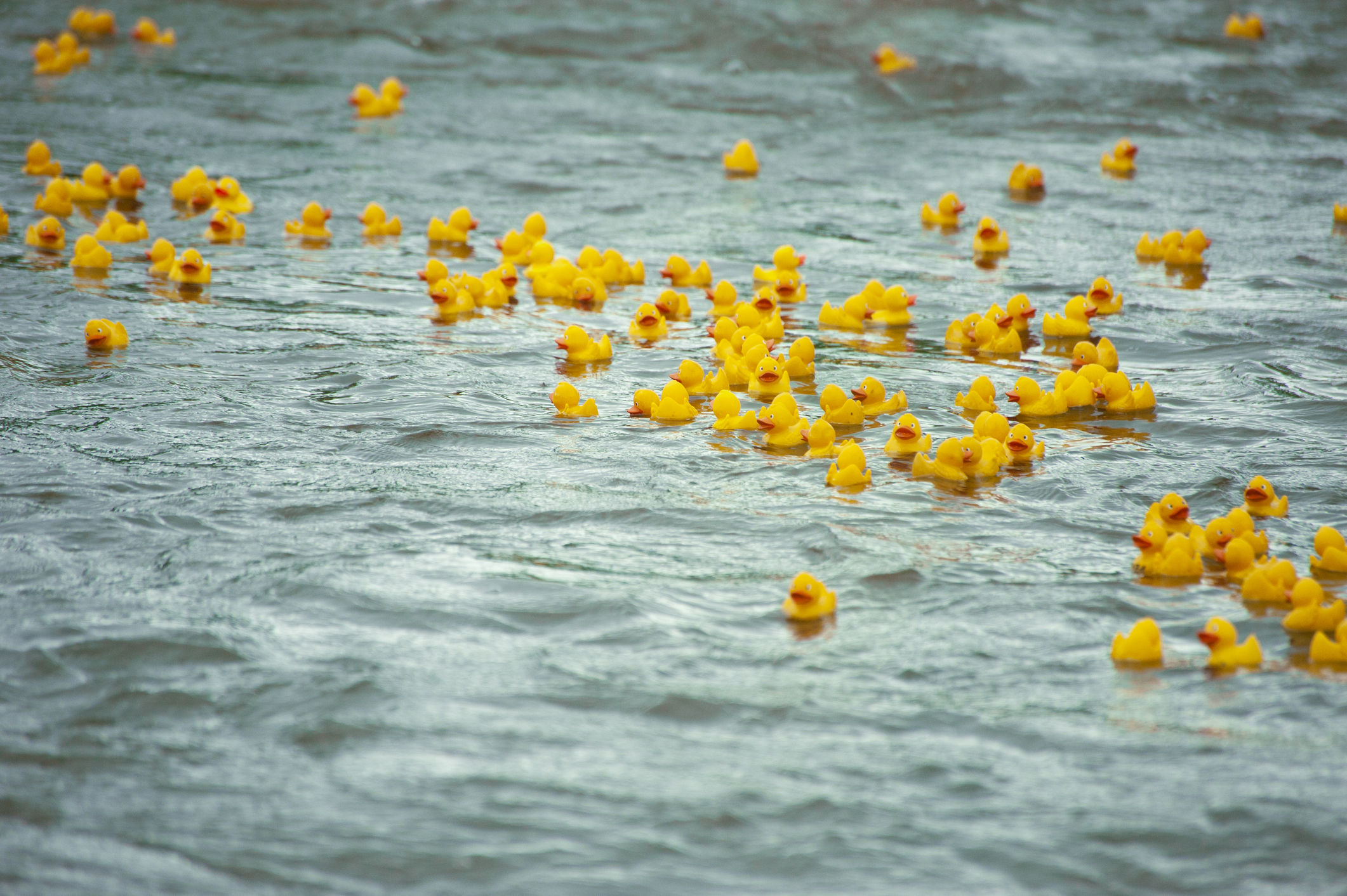 On your marks, get set, race your ducks with the whole family