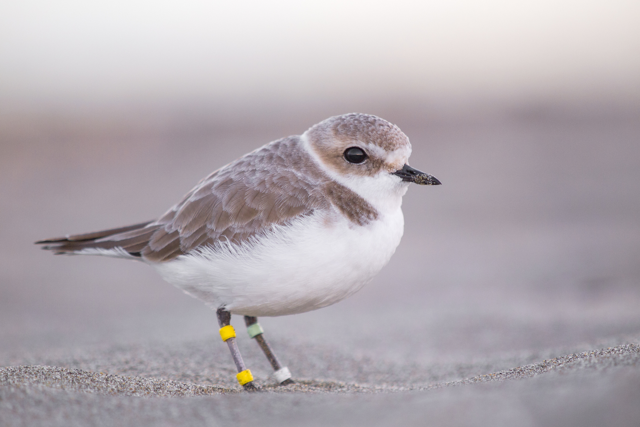 Learn about piping plovers with your kids and the whole family