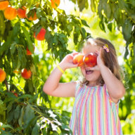 It's time for family fun at the annual peach harvest at Harbes Family Farm