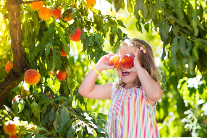 It's time for family fun at the annual peach harvest at Harbes Family Farm
