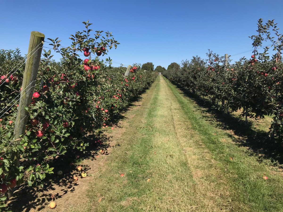 Apple picking rows at Halsey Farm