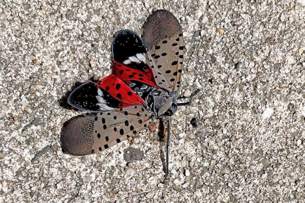 A spotted lanternfly in Long Branch, NJ, August 7, 2022 Kill-on-sight requests in New York City and elsewhere are part of an aggressive campaign against lanternflies, an invasive pest that has spread to about a dozen states in eight years