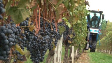 The drought might be a boon to some wineries during the September wine harvest season