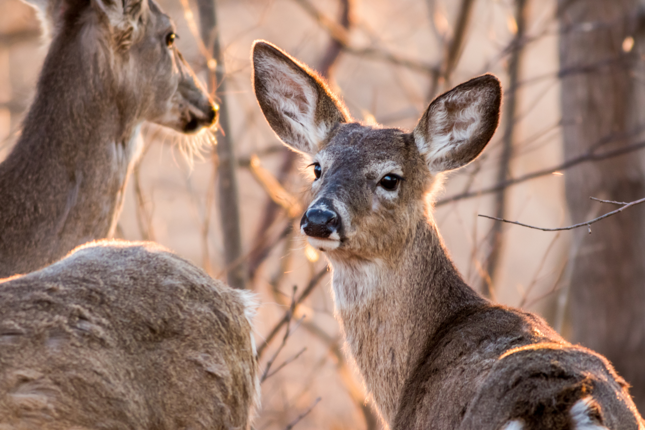 Three white-tailed deer tested positive for bluetongue in Southampton