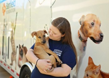 American Humane is helping dogs in Florida following the devastation left by Hurricane Ian