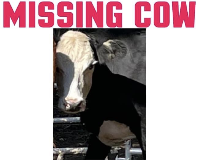 Manorville cow missing poster