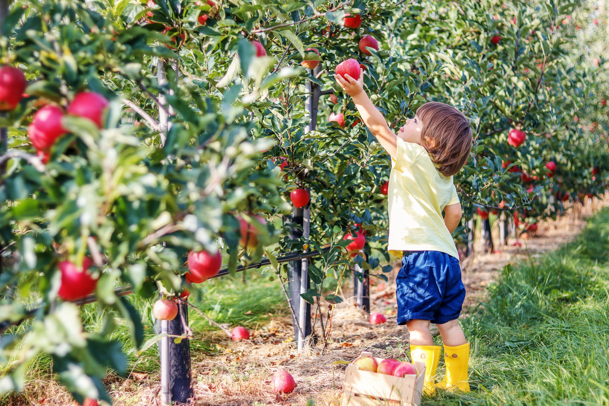 Your family can get their fill of apples this weekend.