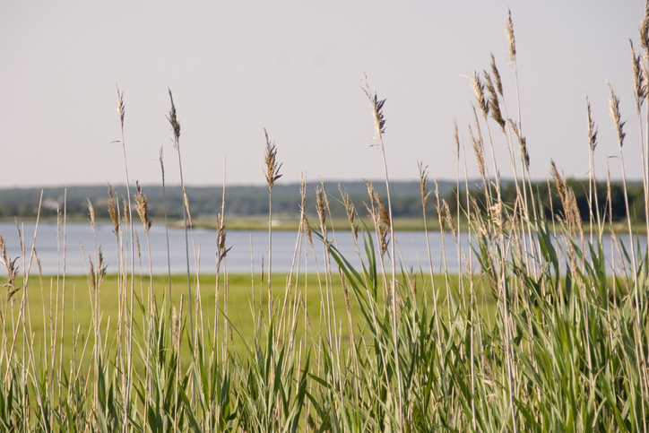 Estuary Protection Plan is updated to help Long Island South Shore Estuary Reserve