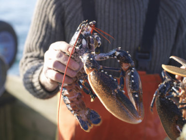 Lobsterman holding a lobster