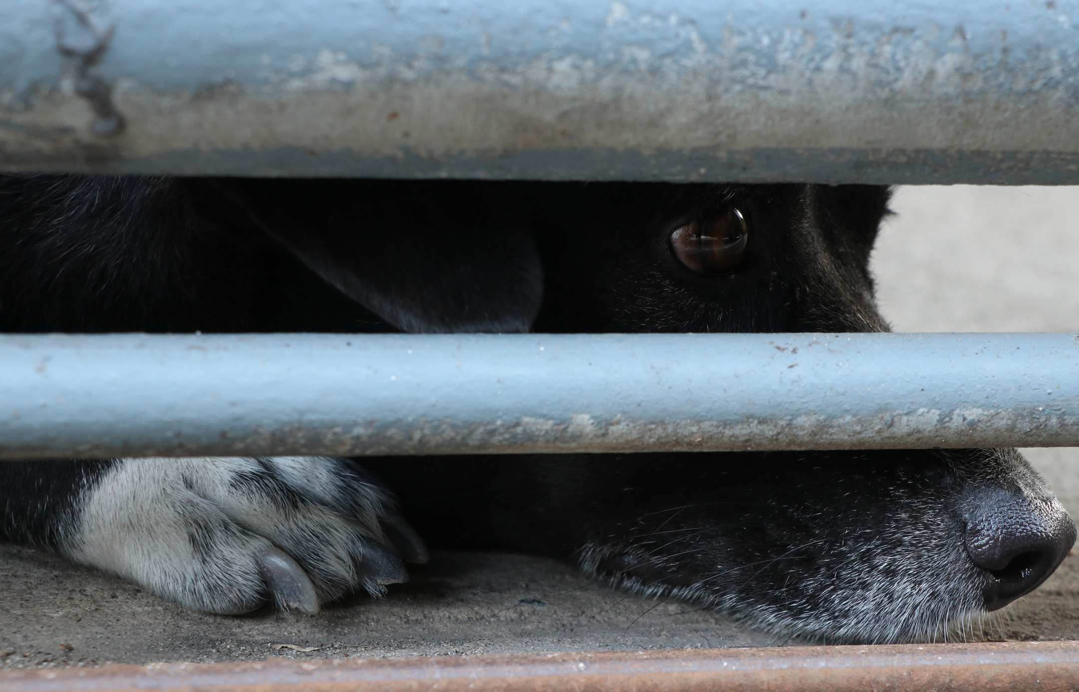 Sad, lonely puppy mill dog behind bars shows puppy mills are not the way forward