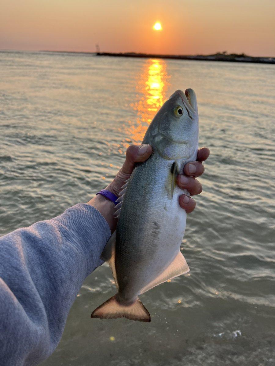 A 12-inch cocktail bluefish caught fishing at Cupsogue on September 17