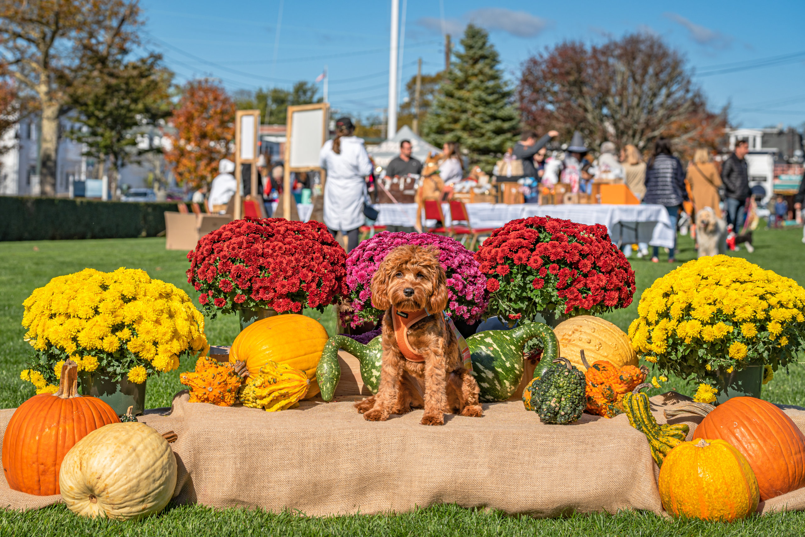  Lulu owner Jeanne Dillon, Little Lucy's pet parade