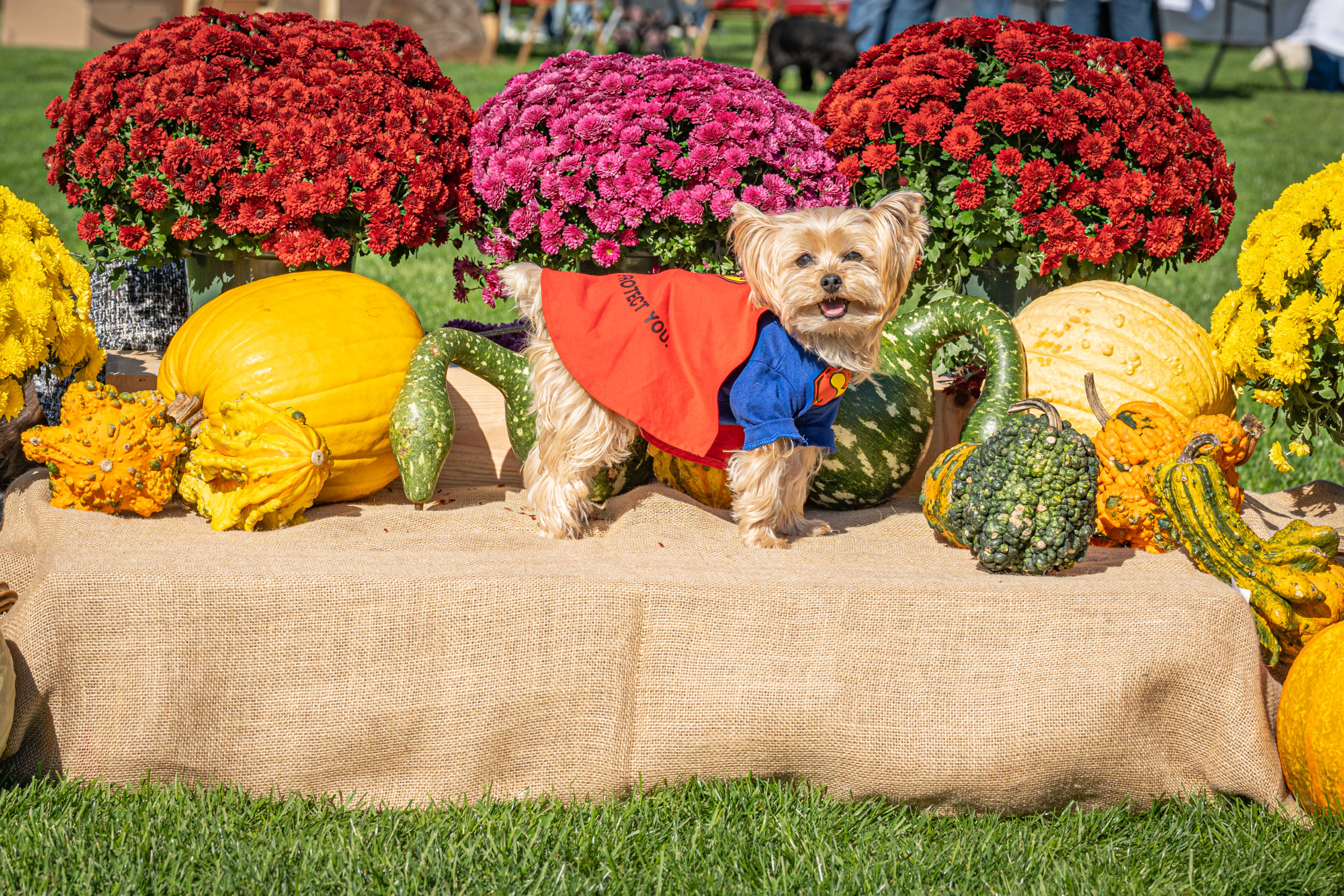 Little Lucy's pet parade