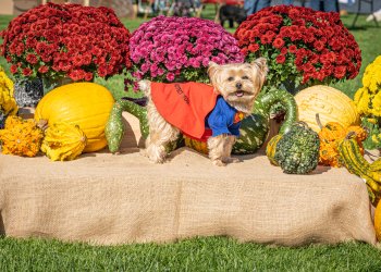 Little Lucy's pet parade