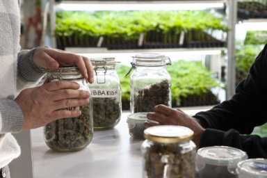 Jars full of dried cannabis will soon fill the shelves of recreational marijuana dispensaries