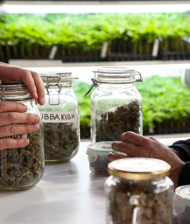 Jars full of dried cannabis will soon fill the shelves of recreational marijuana dispensaries