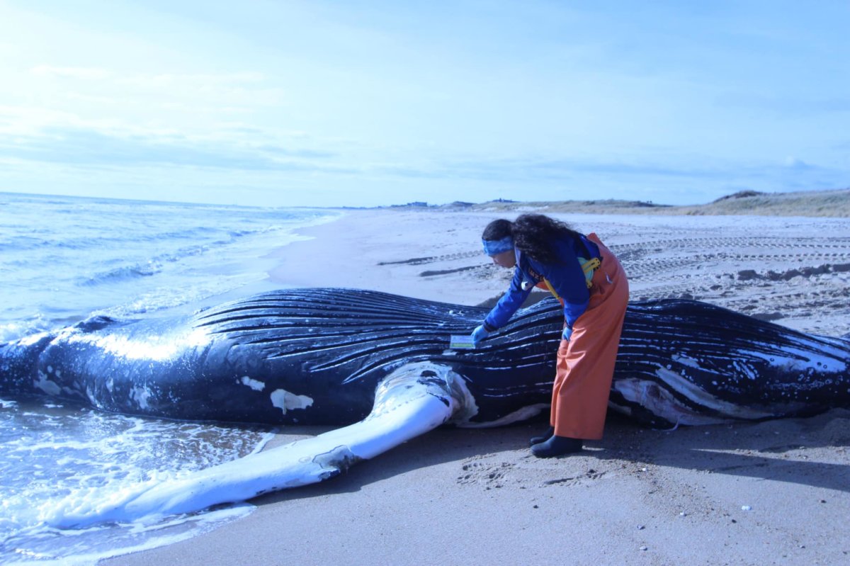 Atlantic Marine Conservation Society experts tested the whale which is among a string of whales some say were killed by wind farm construction